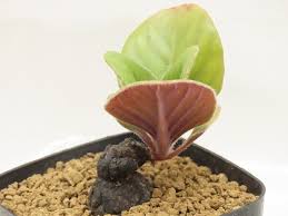 Image result for Aeollanthus subacaulis