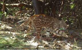 We did not find results for: Pampas Cats Of Peru International Society For Endangered Cats Isec Canada