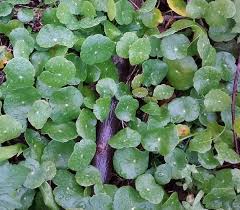 Image result for Hydrocotyle bonariensis