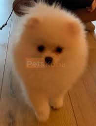 We are selling the pomeranian puppies, teddy bear pomeranian, teacup pomeranian, teddy bear standard pomeranian, pocket poms and throwback pomeranian at a very reasonable cost in san diego. Pure White Pomeranian Puppies Petskona Com
