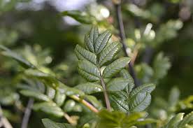 Image result for Zanthoxylum sp. A