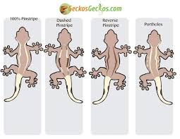 30+ vectors, stock photos & psd files. Crested Gecko Morphs For Sale Crested Gecko Color Morph Guide