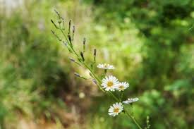 Image result for Lactuca indica