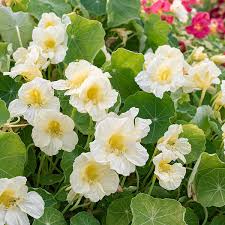 Image result for Tropaeolum majus