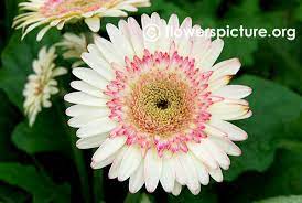 Pin On Gerbera Flamingoholland 36x4 2