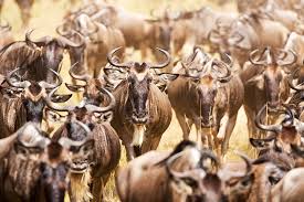 Here are 15 south african animals you should have heard about. The Great Migration Iconic Africa