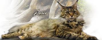 Welcome to maine coon kittens cattery where you can adopt maine coon kittens.we breed and groom pedigree main coon kittens for sale with the maine coon cat is a true native american. Maine Coon Cats Usa From Colossal Cats Tampa Florida