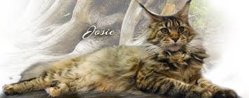 Maine Coon Cats For Sale From Colossal Cats Tampa