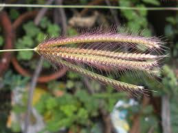 Image result for Chloris roxburghiana