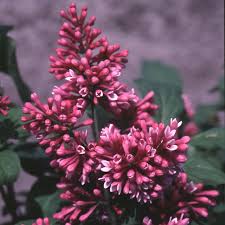 Image result for Syringa prestoniae