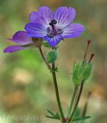 Image result for Geraniaceae