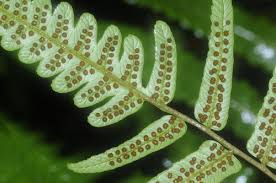 Image result for Cyathea mildbraedii