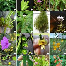 Image result for Caperonia fistulosa
