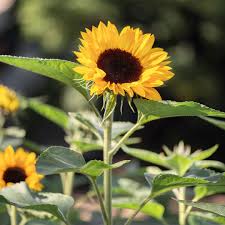 Image result for Helianthus annuus