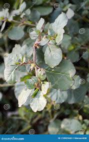 Image result for Trianthema portulacastrum