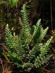 Image result for Trichomanes