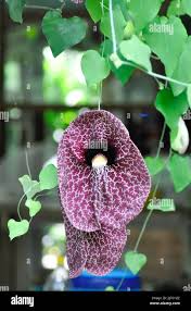 Image result for Aristolochiaceae