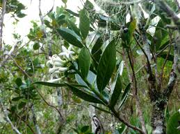 Image result for Gaertnera