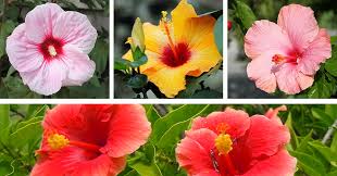 Nearly natural hibiscus artificial plant in white tower planter, yellow,30dx30wx27h. Mother Nature How To Care For Hibiscus Plants