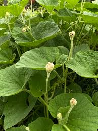 Image result for Lagenaria