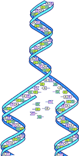 human genome project wikipedia