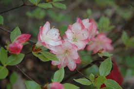 Check spelling or type a new query. Apple Blossom Azalea Rhododendron Apple Blossom In Burlington Williston Vermont Plattsburgh Vermont Vt At Gardener S Supply Company