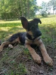 Black And Silver German Shepherd Puppies For Sale In Nc German Shepherd Dog Puppy For Sale In Louisburg Nc Adn 33265 On Puppyfinder Com Gender Female Age 13 Weeks Old Dogs Dogs And Puppies Shepherd Dog