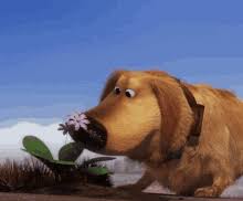 Cake wishes flowers balloons funny hearts love glitter dance fireworks cartoons dog cat teddy bear candles gift box comics roses all categories→ videos age specific with name search gifs for: Smell Flowers Gifs Tenor