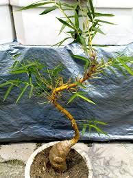 Bonsai Bambu China Dunia Tanaman Hias