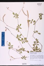 Image result for Tephrosia dasyphylla