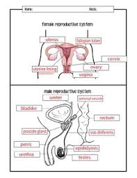 Too often, textbooks turn the fascinating systems, processes, and figures of anatomy. Male And Female Reproductive Systems Diagrams By Mspowerpoint Tpt