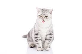 Maybe you would like to learn more about one of these? Cute American Shorthair Kitten Sitting And Licking Lips On White Background Isolated Stock Photo Adobe Stock