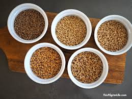 Needs to be ground down to flour for further use. Grinding Grain At Home Q A Part 1 This Pilgrim Life