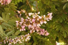 Image result for Millettia grandis