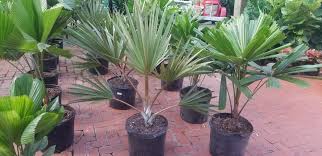 Image result for Latania loddigesii