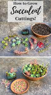 How To Grow Succulent Cuttings The Succulent Eclectic Succulent Cuttings Succulents Growing Succulents