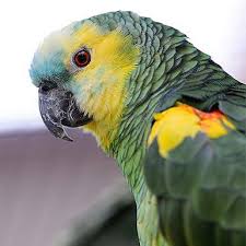 Free bird cafe is a colorful cafe with peaceful vibe and friendly atmosphere. Adoptable Birds Best Friends Animal Society