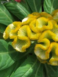 Image result for Celosia argentea