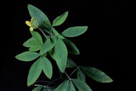 Image result for Crotalaria micans