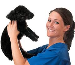 Your main job is to ensure a comfortable, safe, and sanitary environment. Veterinary Tech Job Description All Allied Health Schools