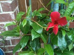 Mandevilla Vine Mandevilla Species This Is A Sub Tropical Vine That Can Be Used As An Annual Or Container Plant In C Container Plants Mandevilla Vine Plants
