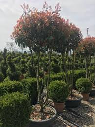 Price displayed excludes sales tax. Photinia Fraseri Red Robin Crown Lifted Bonsai Tree Buy Uk