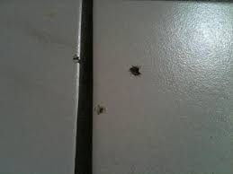 Gehen sie hierbei vorsichtig vor und schlagen sie das loch lieber mit mehreren leichten schlägen als mit einem einzigen kräftigen schlag in die fliese. Hasslige Locher In Den Fliesen Verschliessen Womit Tipps Haushalt Handwerk