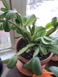 Help answer a question about how often should i water my moon cactus? Easter Cactus Wilting Plantclinic