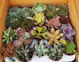 And lowe's offers a gorgeous collection of many different types of succulents, like pink succulents or flowering succulents, to meet your décor and care needs. 20 Assorted Succulents In 5 5cm Pots Buy Online Or Call 01234 218761