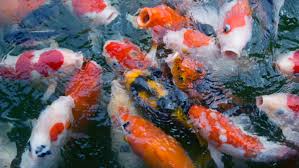 Menurut feng shui dan vastu shastra, memelihara ikan dalam akuarium di rumah akan membawa keberuntungan dan kekayaan bagi keluarga mereka. 12 Desain Kolam Ikan Koi Untuk Hilangkan Stress Rumah Com