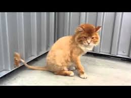 Little daisy the cat is proof that it is not about size but about the attitude as she prowls the kitchen floor thinking she is the king of the jungle. Cat That Looks Like A Lion Lion Cat Youtube