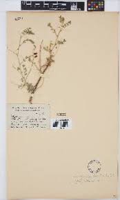 Image result for Eriocephalus luederitzianus