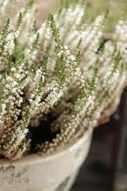 Garden Heather Flower Beautiful Flowers White Flowers