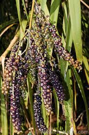 Image result for Cordyline stricta